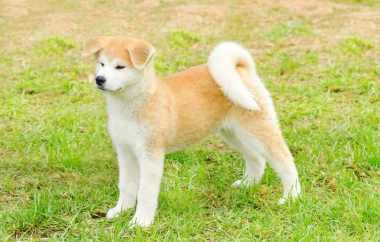 Akita – Information och fakta om hundrasen