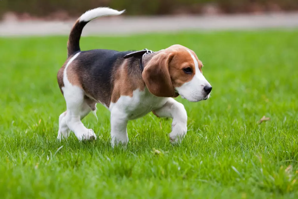 Beagle-springer-utomhus
