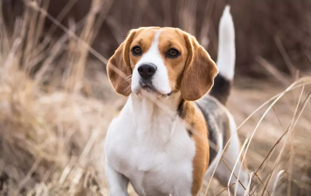 Liten-beagle-utomhus