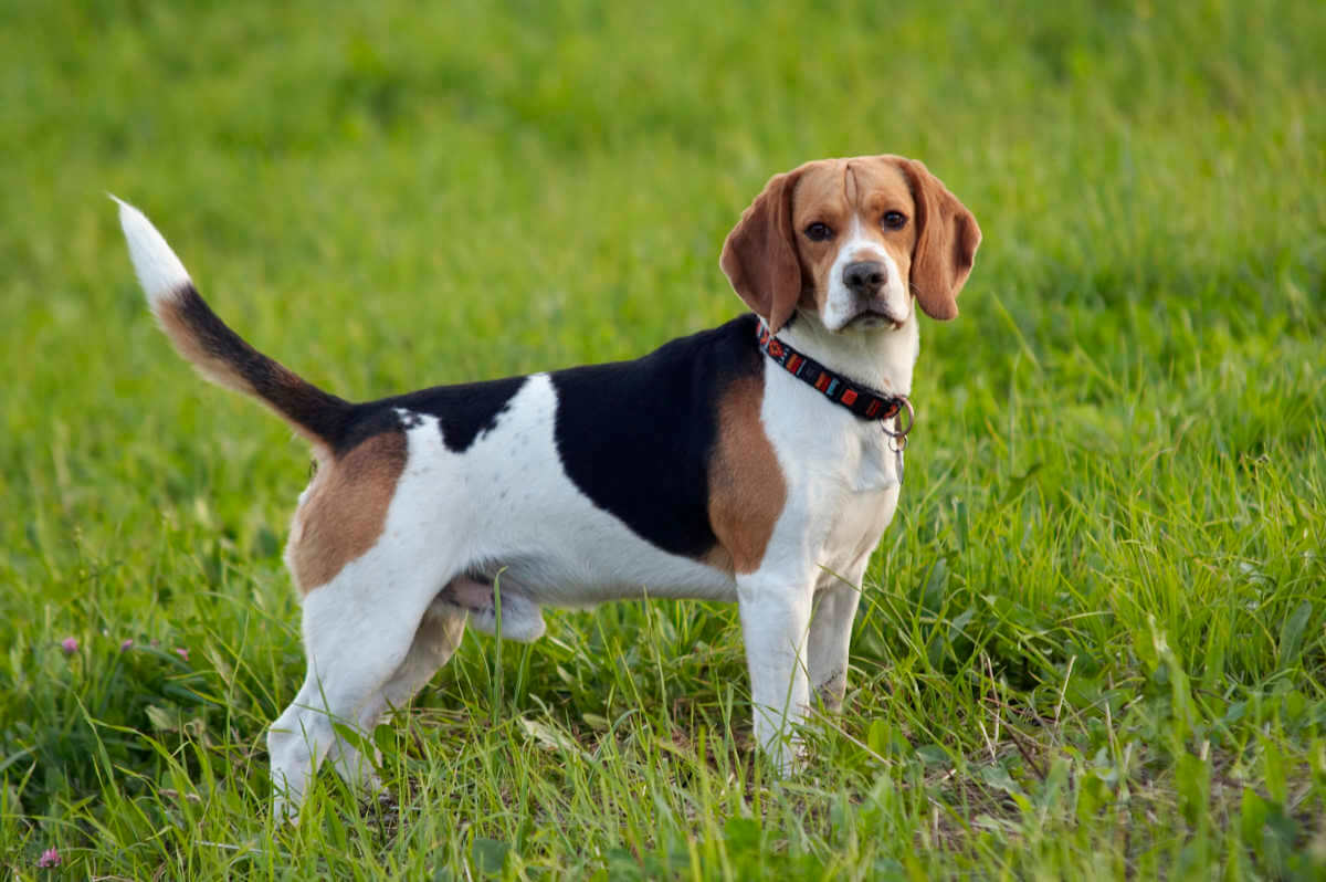 Beagle-hund