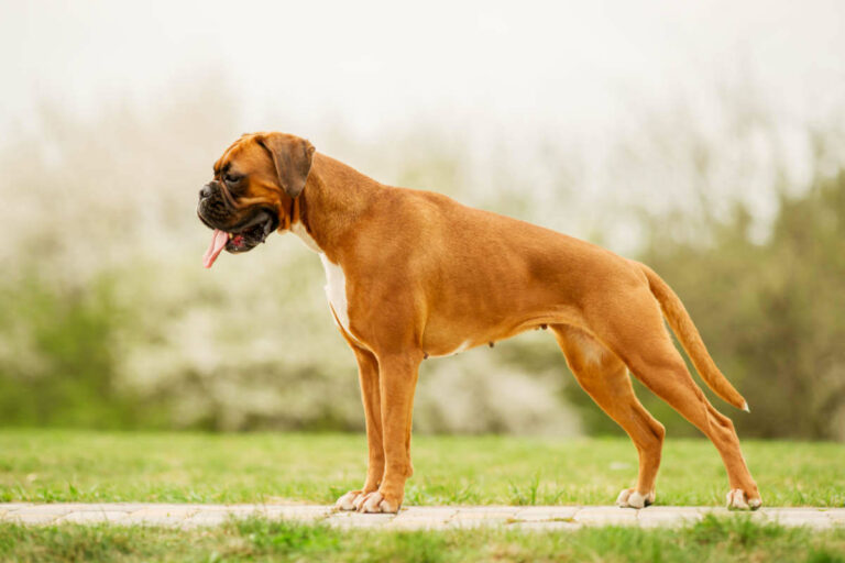 Boxer – Information och fakta om hundrasen