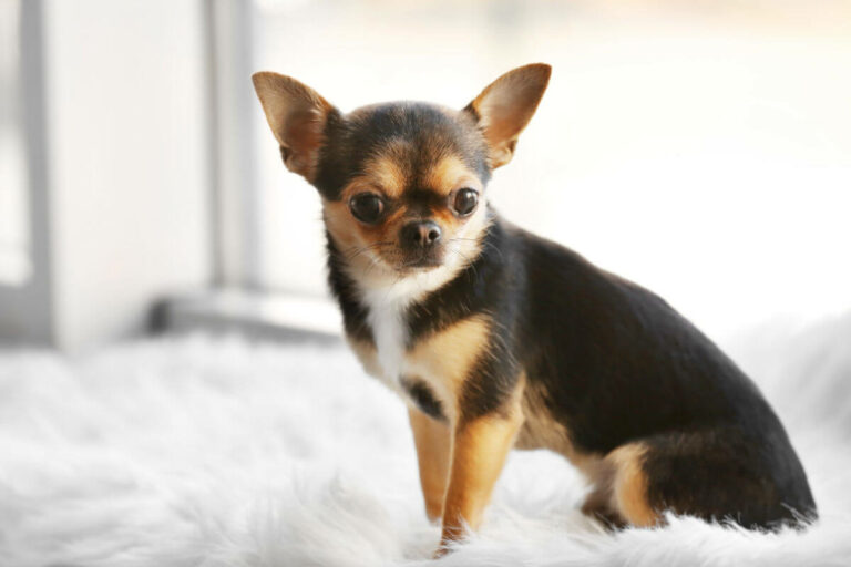 Chihuahua – Information och fakta