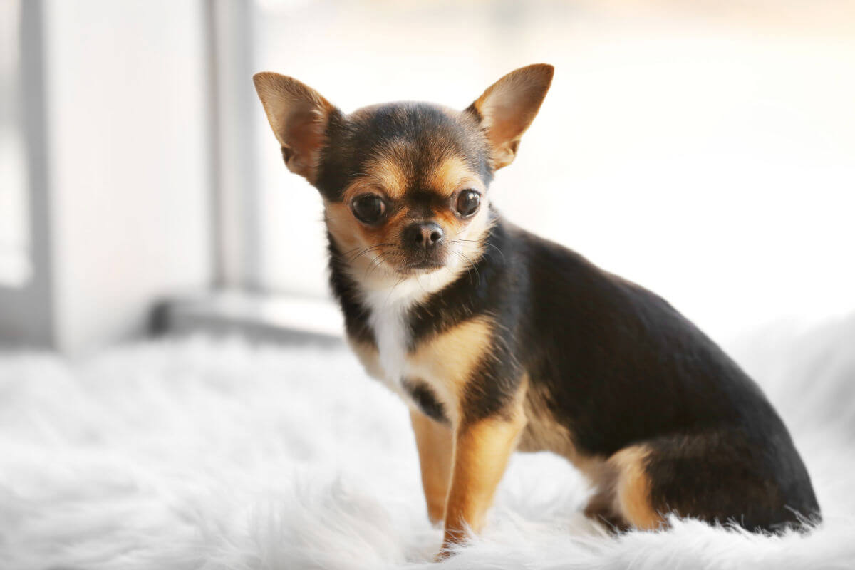 Chihuahua-hund
