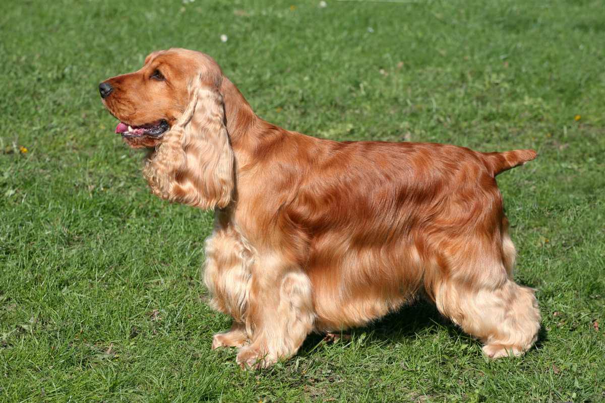 Cocker-spaniel-hund