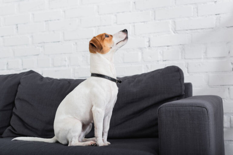 Jack Russel Terrier – Information och fakta