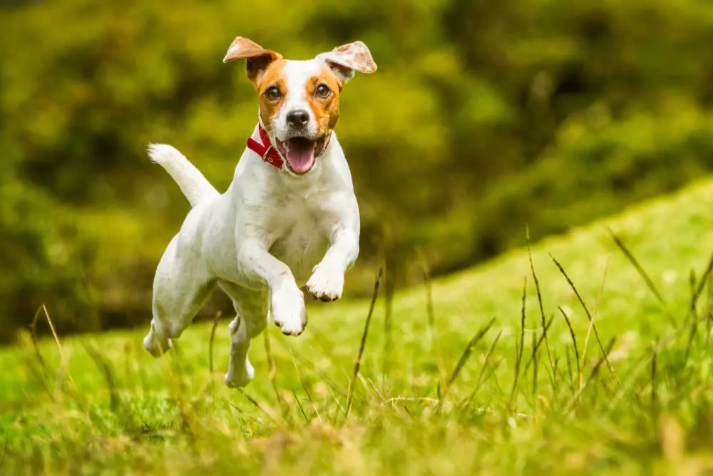 Springande-Jack-Russell-Terrier