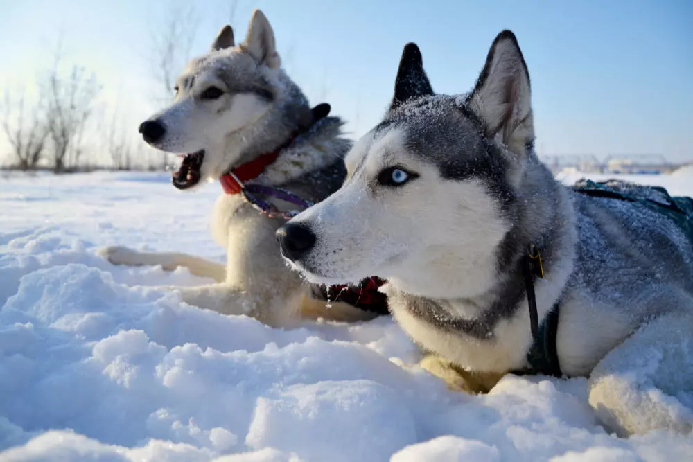 Siberian-huskies-i-snö